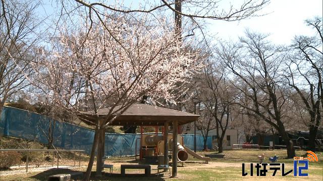 伊那公園 ロトウザクラほぼ満開 ニュース 伊那谷ねっと