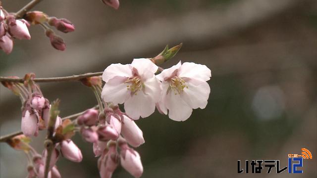 各地で開花の知らせ　花見ムード高まる