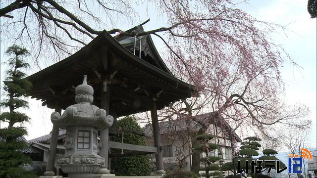 長桂寺で枝垂桜が開花