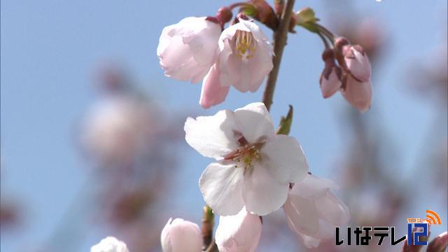 高遠城址公園で開花宣言