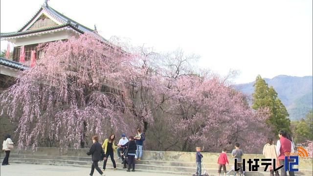 上田城址公園ソメイヨシノ開花