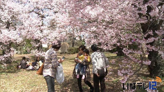 桜シリーズ　伊那公園