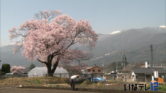 伯先桜・見通し桜　見ごろに