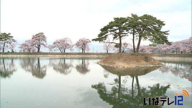 桜シリーズ　六道の堤・北殿エドヒガンザクラ