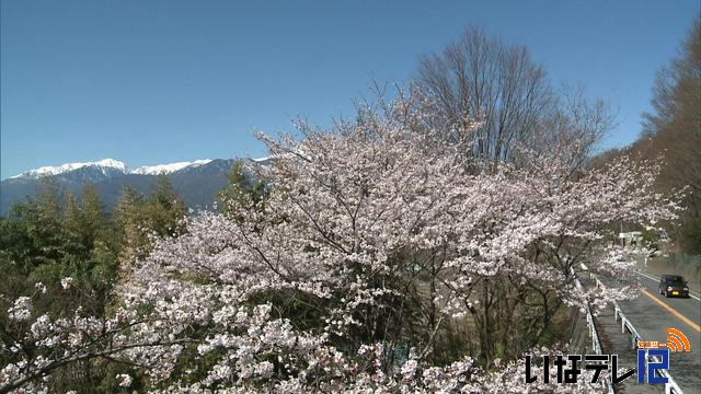 桜シリーズ　美篶桜トンネル