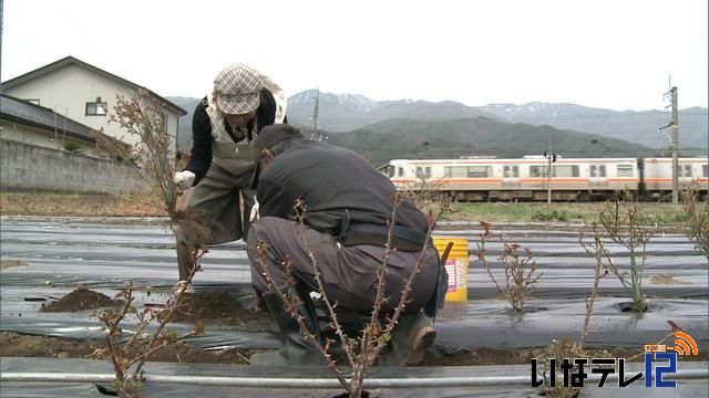 アルプスバラ会　来年4月被災地にバラを贈る