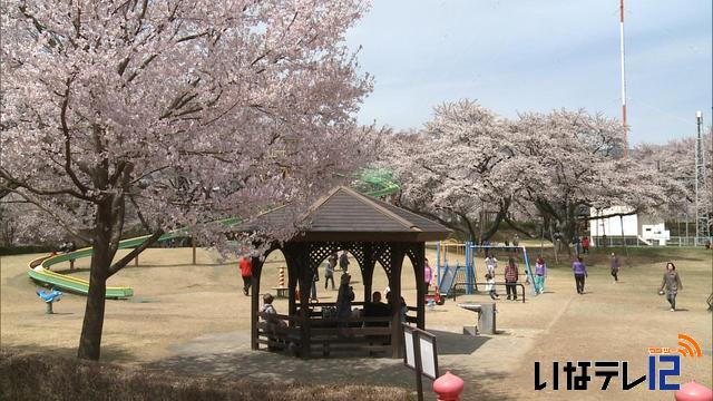 桜シリーズ。春日城址公園