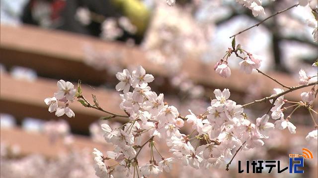 桜シリーズ　高遠城址公園