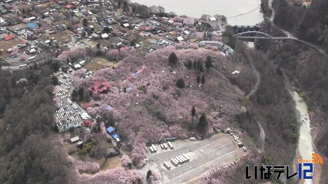 天下第一の桜　満開