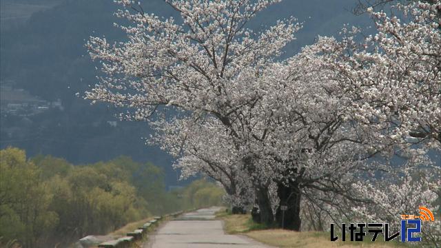 桜シリーズ　伊那市の三峰川堤防の桜並木