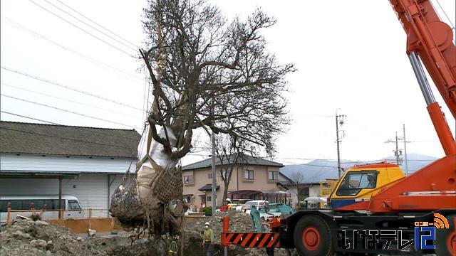 県道脇の老木大移動