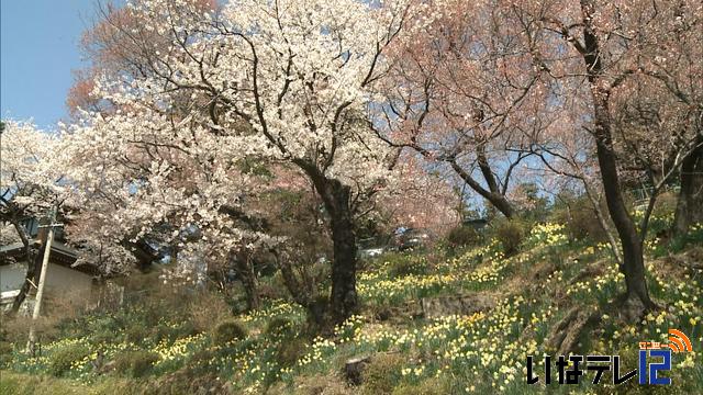 桜シリーズ　丸山公園