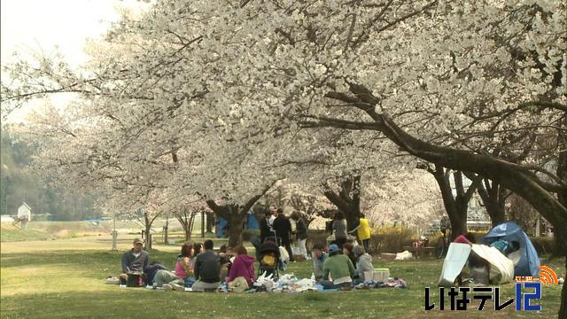 桜シリーズ　箕輪町松島　みのわ天竜公園