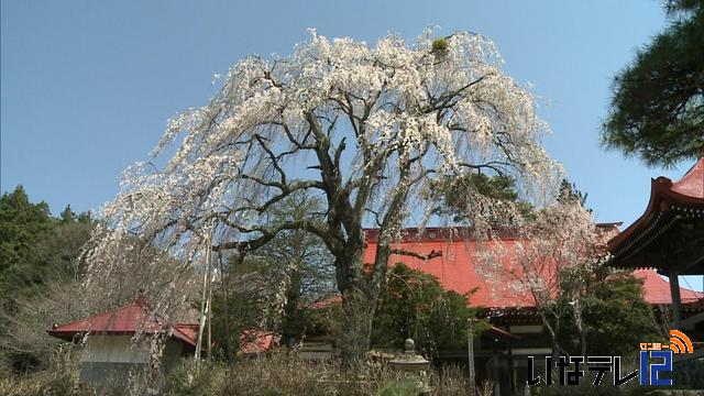 桜シリーズ　常福寺