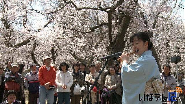 満開の桜の下　篠笛の音色響く