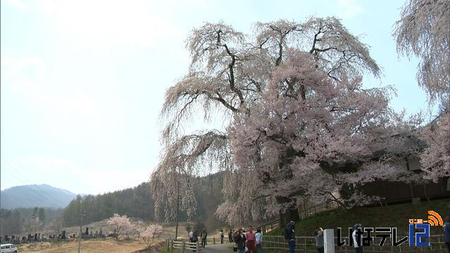 高遠町勝間のしだれ桜満開