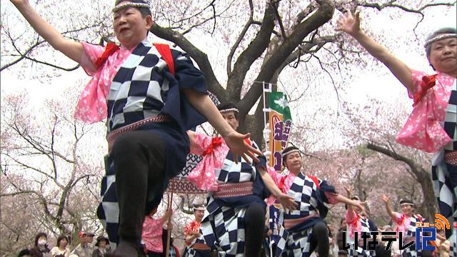 桜舞う高遠　かっぽれ披露