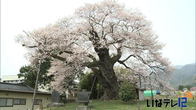 箕輪町中曽根の権現桜見頃