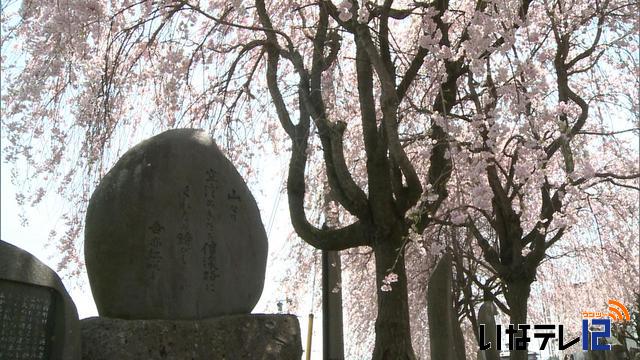 桜シリーズ　箕輪町追分の枝垂れ桜