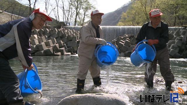 天竜川漁協　イワナの成魚放流