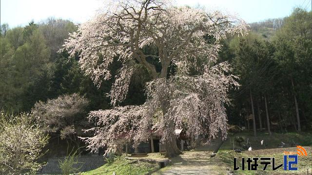 桜シリーズ　熊野神社