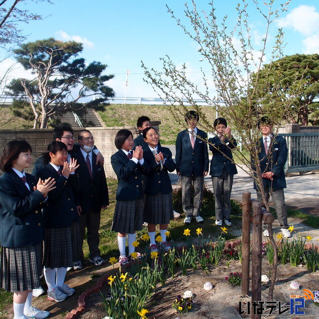 高砂中の桜咲く