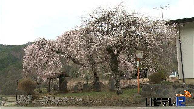 桜シリーズ　片倉南原お堂の枝垂桜