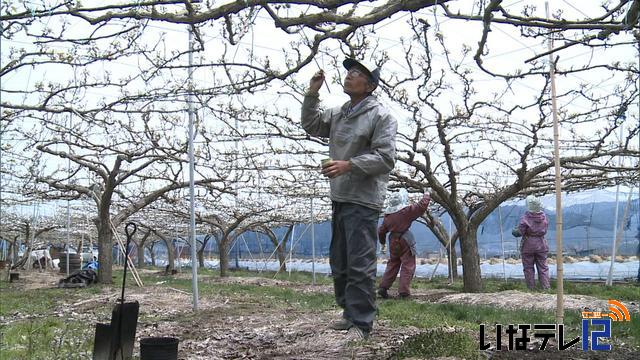 霜で上伊那の果樹など被害