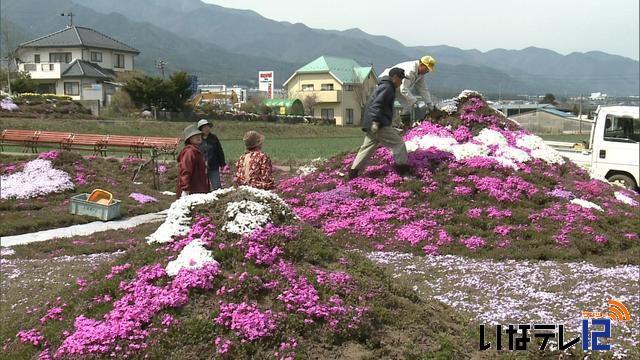 27日から小沢で芝桜まつり