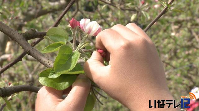 東春近小4年生　りんごの摘花体験