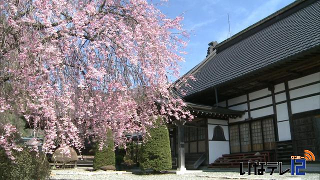 桜シリーズ　長谷非持山　玄立寺のシダレ桜