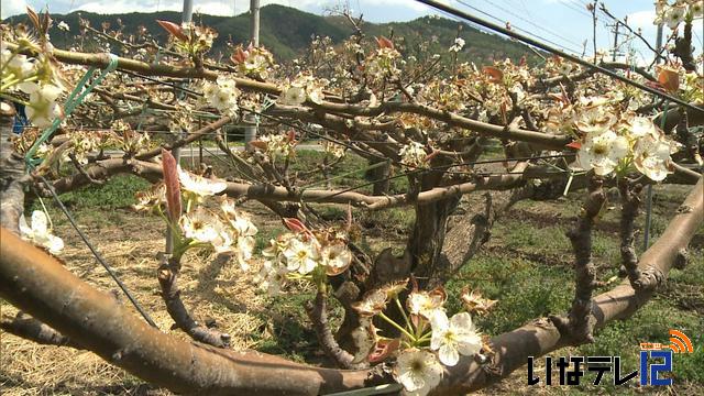 凍霜害　上伊那は1億円超の被害