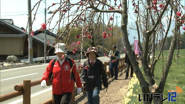 信州みのわ花街道まつり始まる