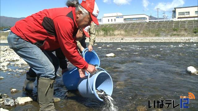 天竜川にアユの稚魚を放流