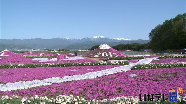 小沢花の会　芝桜