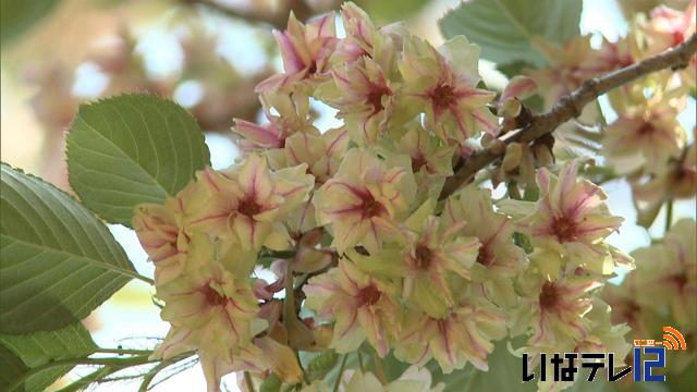 伊那公園の御衣黄　赤み帯び