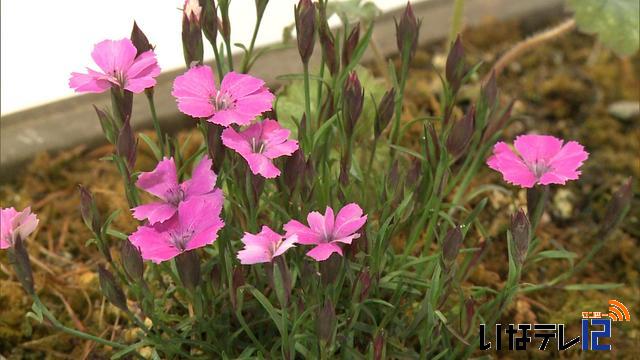 信州伊那野草会　山野草大展示会