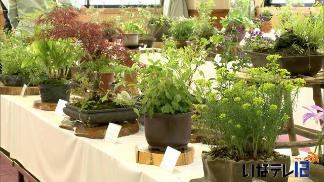 新緑の季節　各地で山野草展