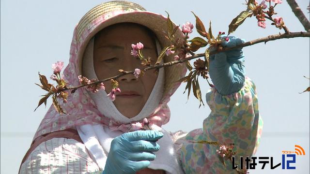 観光だけでない桜の利用　進む