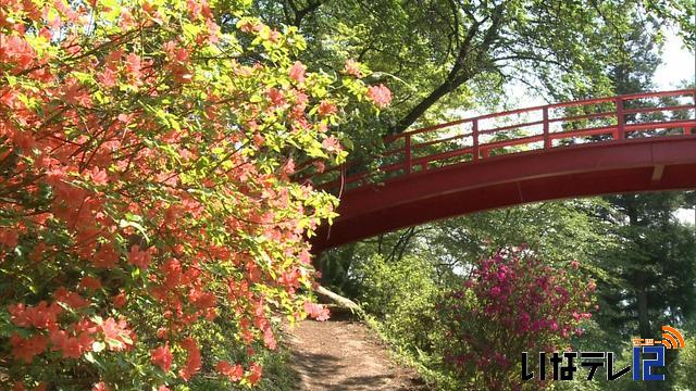 伊那市春日公園のツツジ見頃