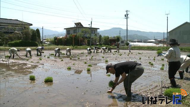 試験田に10種類の苗を植える