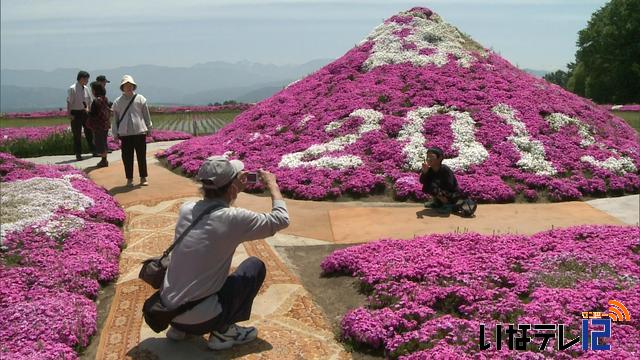 小沢花の会の芝桜見頃