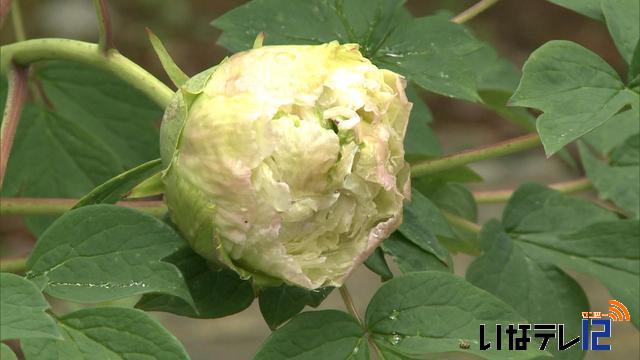 緑色のぼたん「豆緑」咲く