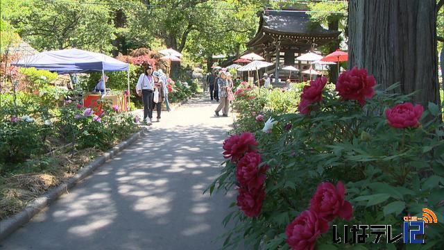 遠照寺　ぼたん見ごろに