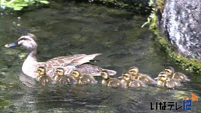 野生のカモ　民家の池に