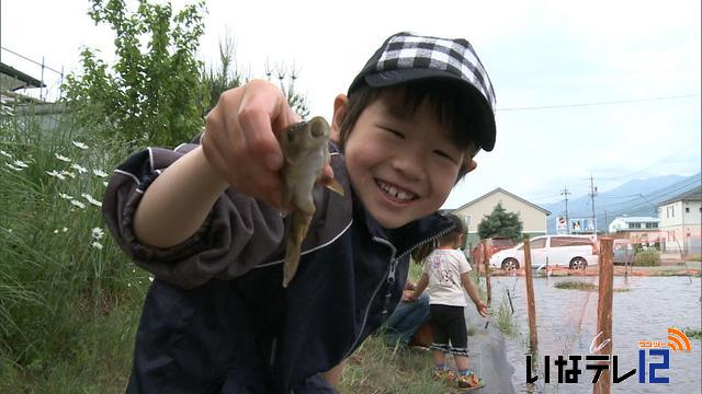 神子柴の小学1年生が金魚・フナ放す