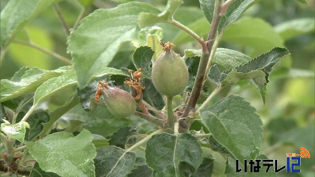 上伊那　凍霜害　2億8千5百万の被害