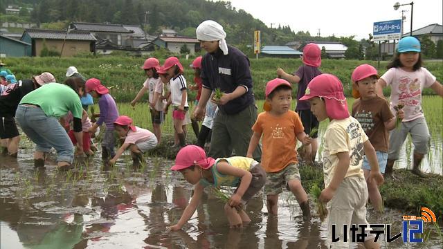 西春近北保育園の園児が田植え体験