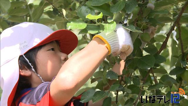 東春近小4年生りんごの摘果体験