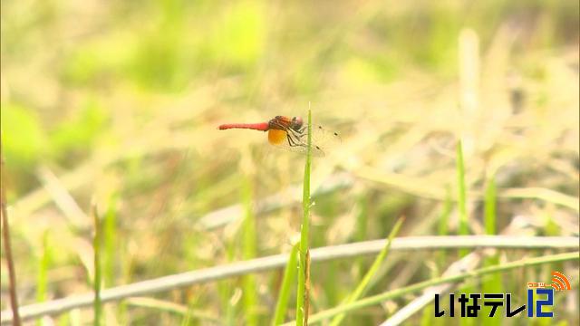 数多くのハッチョウトンボ確認